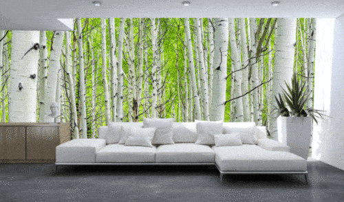 Birchwood wallpaper and wall murals for sale in South Africa. Wallpaper and wall mural online store with a huge range for sale.