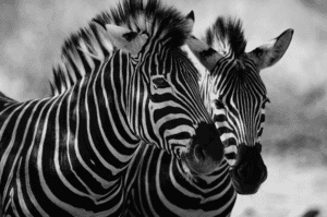 Black and white pairing of Zebras wallpaper and wall murals shop in California. Wallpaper and wall mural online store with a huge range for sale.