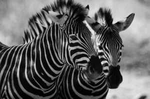 Black and white pairing of Zebras wallpaper and wall murals shop in South Africa. Wallpaper and wall mural online store with a huge range for sale.