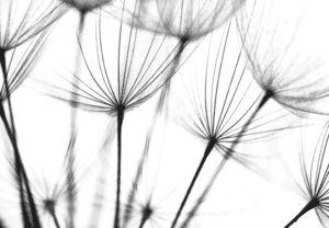 Black and white close up of dandellions wallpaper and wall murals shop in California. Wallpaper and wall mural online store with a huge range for sale.