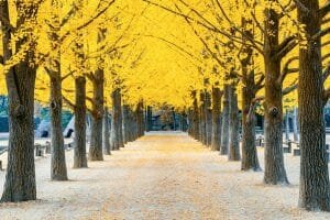 Avenue of autumn yellow trees and stone path wallpaper and wall murals shop in California. Wallpaper and wall mural online store with a huge range for sale.