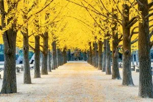 Avenue of autumn yellow trees and stone path wallpaper and wall murals shop in South Africa. Wallpaper and wall mural online store with a huge range for sale.