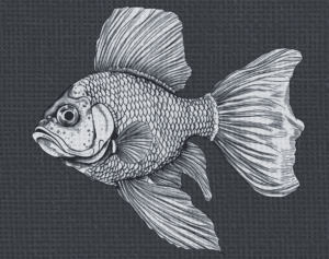 Charcoal and grey hand drawn gold fish wallpaper in exquisite detail for sale from Wallpaper Online Canada